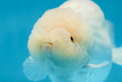 AAA Grade SNOW WHITE LionQueen 5.5-6 inches #090525LC_01