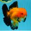 CHONKY A Grade Apache Oranda Male 5.5-6 inches #040326OR_09