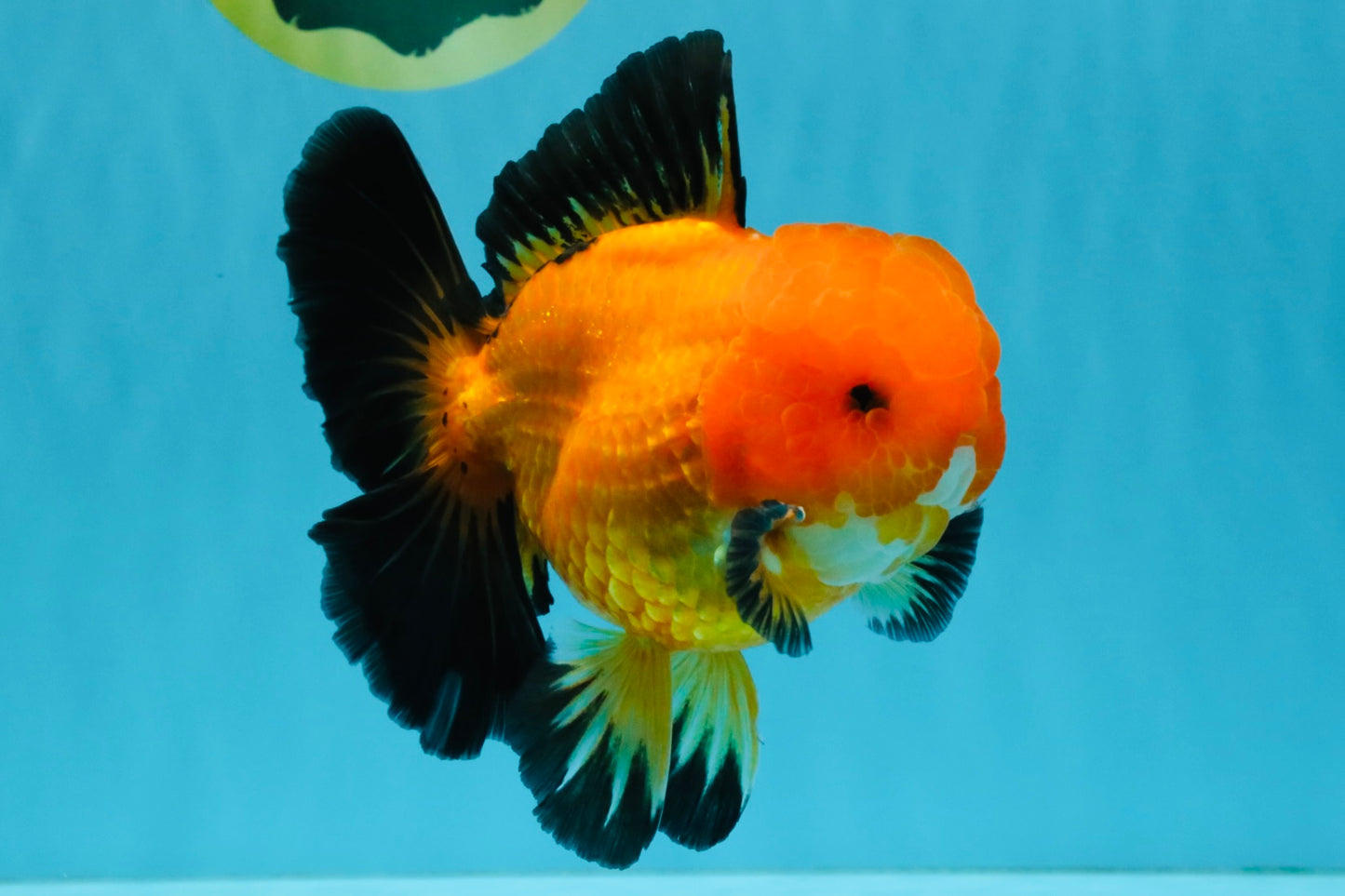 CHONKY A Grade Apache Oranda Male 5.5-6 inches #040326OR_09