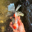 Calico Oranda Male 6.5-7 inches #071026OR_31