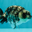 AAA Grade White Tiger Ranchu Female 4.5 inches #071726RC_09