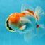 AAA JUMBO Grade Red White Oranda Male 6.5 inches #051625OR_33