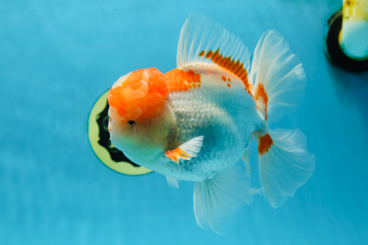 AAA JUMBO Grade Red White Oranda Male 6.5 inches #051625OR_33