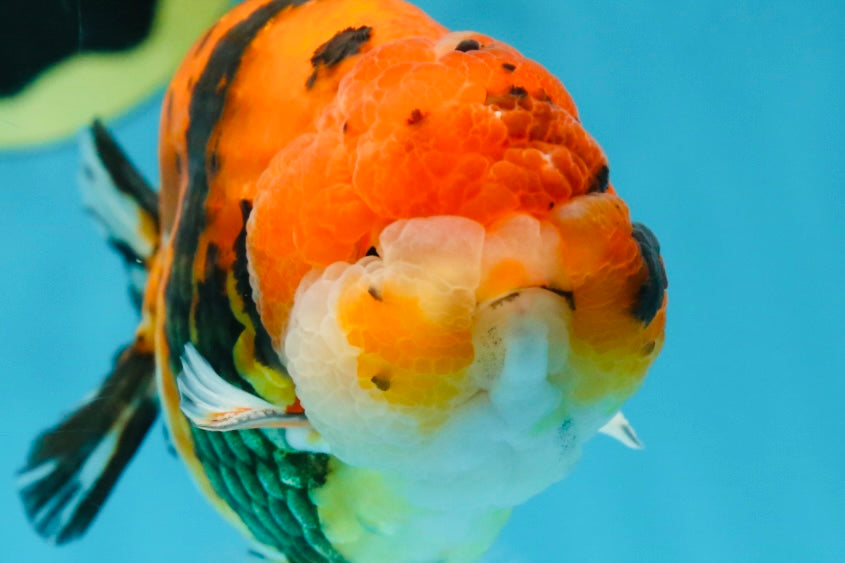 A Grade Tricolor Tiger LionKing 4.5 inches #052325LC_16