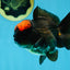 A Grade Lava Tricolor Yuanbao Male 4  inches #062725YB_09