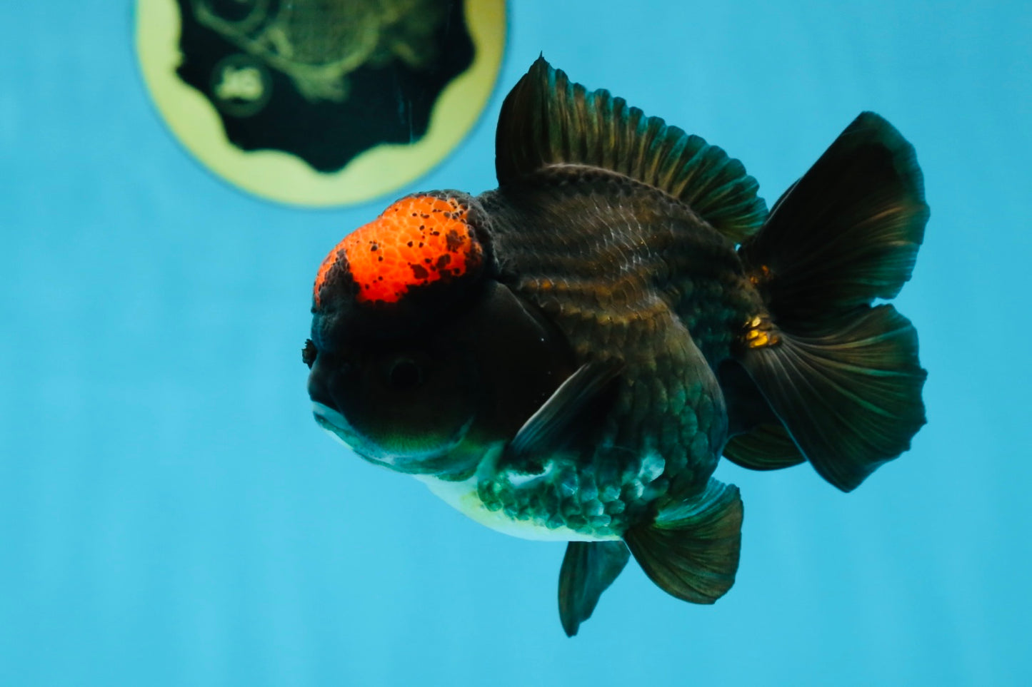 A Grade Lava Tricolor Yuanbao Male 4  inches #062725YB_09