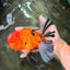CHUNKY AAA Grade Tiger Oranda Male 6.5 inches #071726OR_27