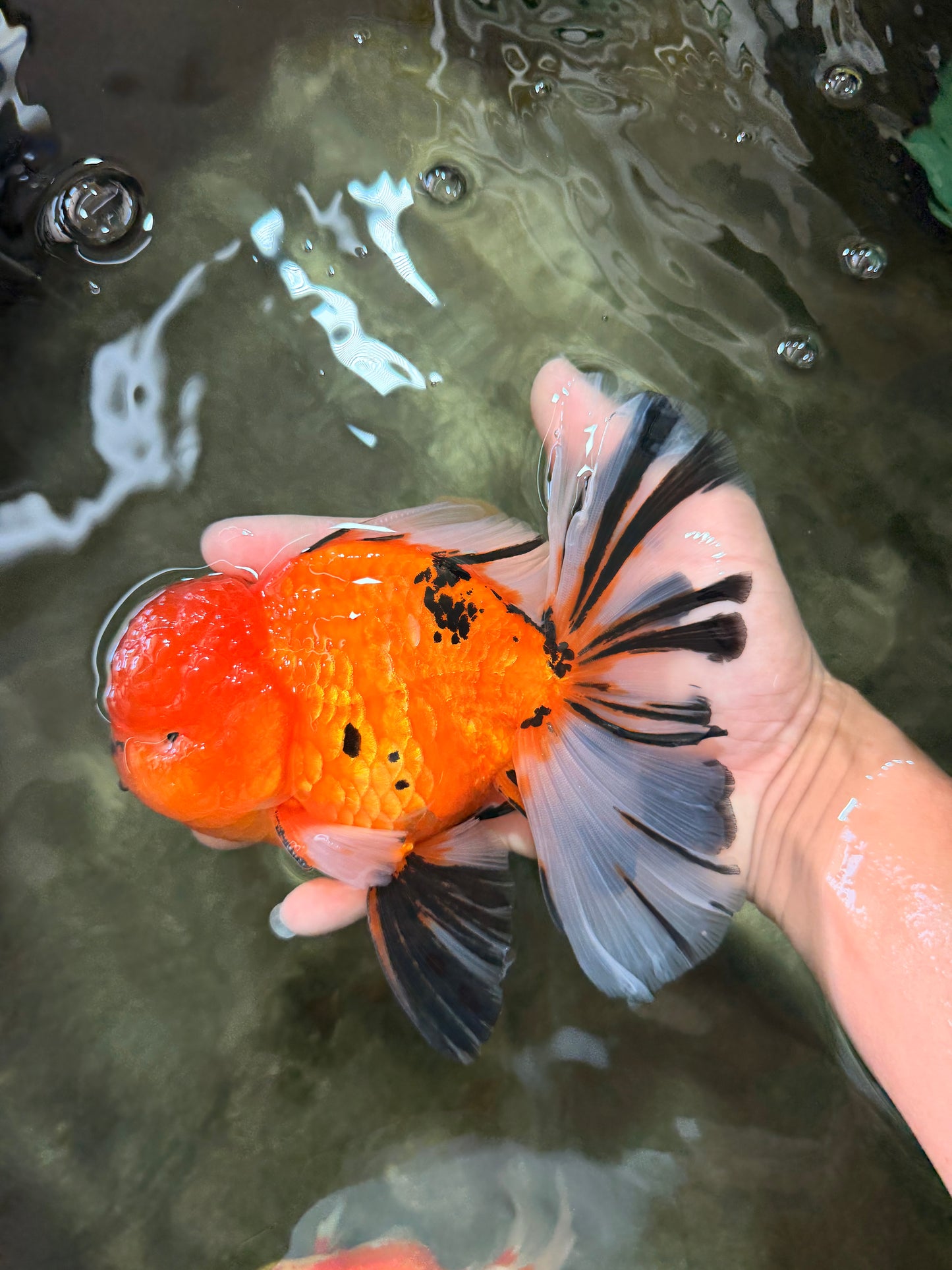CHUNKY AAA Grade Tiger Oranda Male 6.5 inches #071726OR_27