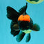 A Grade Tricolor Red Head Oranda Male 5-5.5 inches #041726OR_10