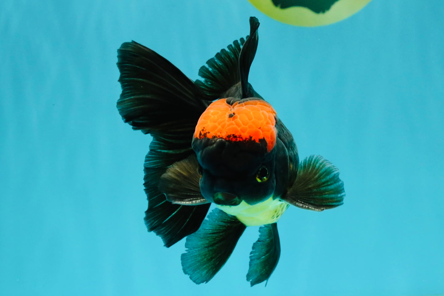 A Grade Tricolor Red Head Oranda Male 5-5.5 inches #041726OR_10