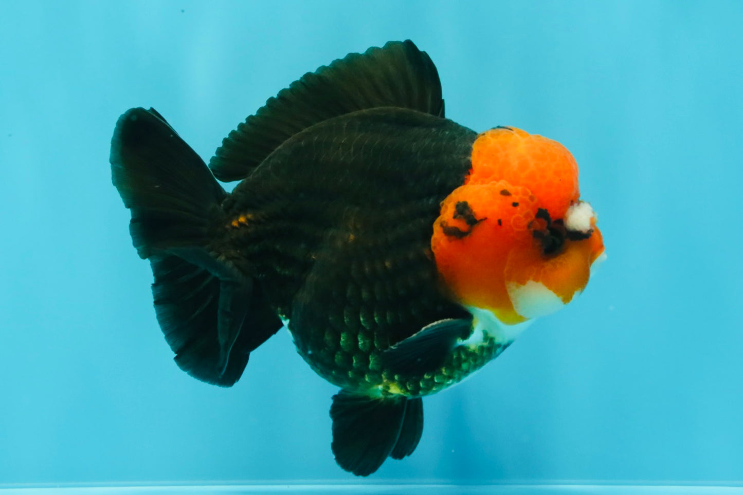 SUPER CUTE A Grade Pompom Red Head Tricolor Yuanbao Male 4.5-5 inches #031326YB_17