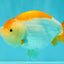 A Grade Orange White LionQueen 4.5-5 inches #072426LC_35