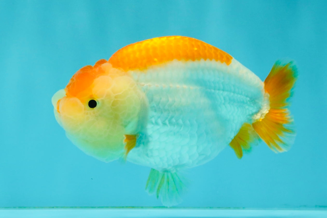 A Grade Orange White LionQueen 4.5-5 inches #072426LC_35