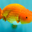 A Grade Red LionKing 4.5 inches #082126LC_19