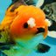 Apache (Black Orange) Pompom Button Eyes  Oranda Female 5.5 inches #110124OR_03