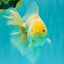 A Grade White Oranda Male 6-6.5 inches #100926OR_20