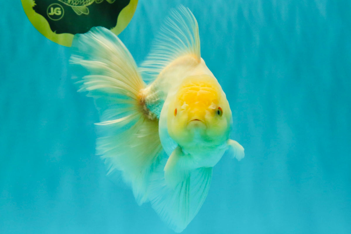 A Grade White Oranda Male 6-6.5 inches #100926OR_20