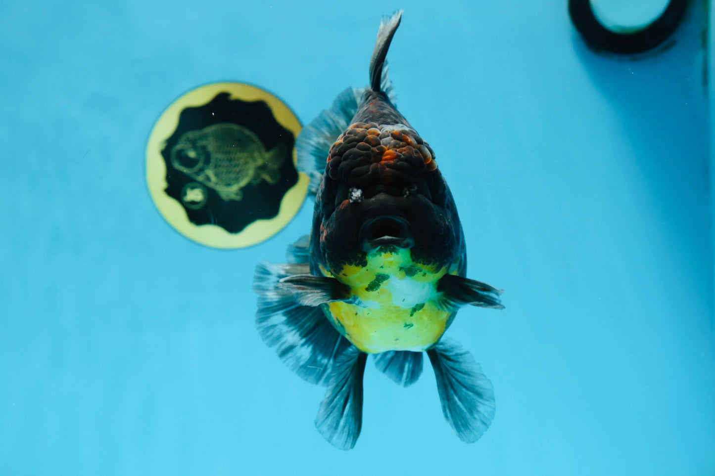 A Grade CHONKY Kirin Oranda Female 6.5 inches #072525OR_20