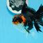 AAA Grade Tricolor Oranda Male 4.5 inches #0830OR_17