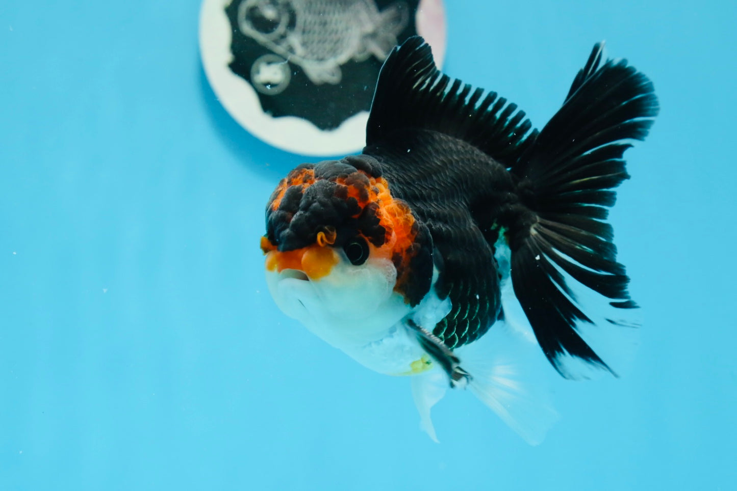 AAA Grade Tricolor Oranda Male 4.5 inches #0830OR_17