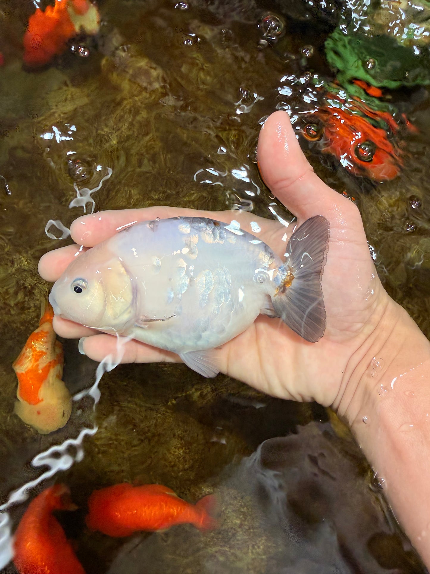 White Sakura Chinese Ranchu Female 4.5-5 inches #112825RC_13