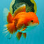 A Grade Red White Oranda Male 5.5-6 inches #041726OR_13