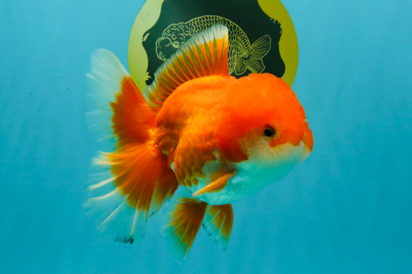 A Grade Red White Oranda Male 5.5-6 inches #041726OR_13