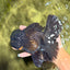 GODZILLA AAA Grade Black Lava Oranda Male 6.5-7 inches #092526OR_02