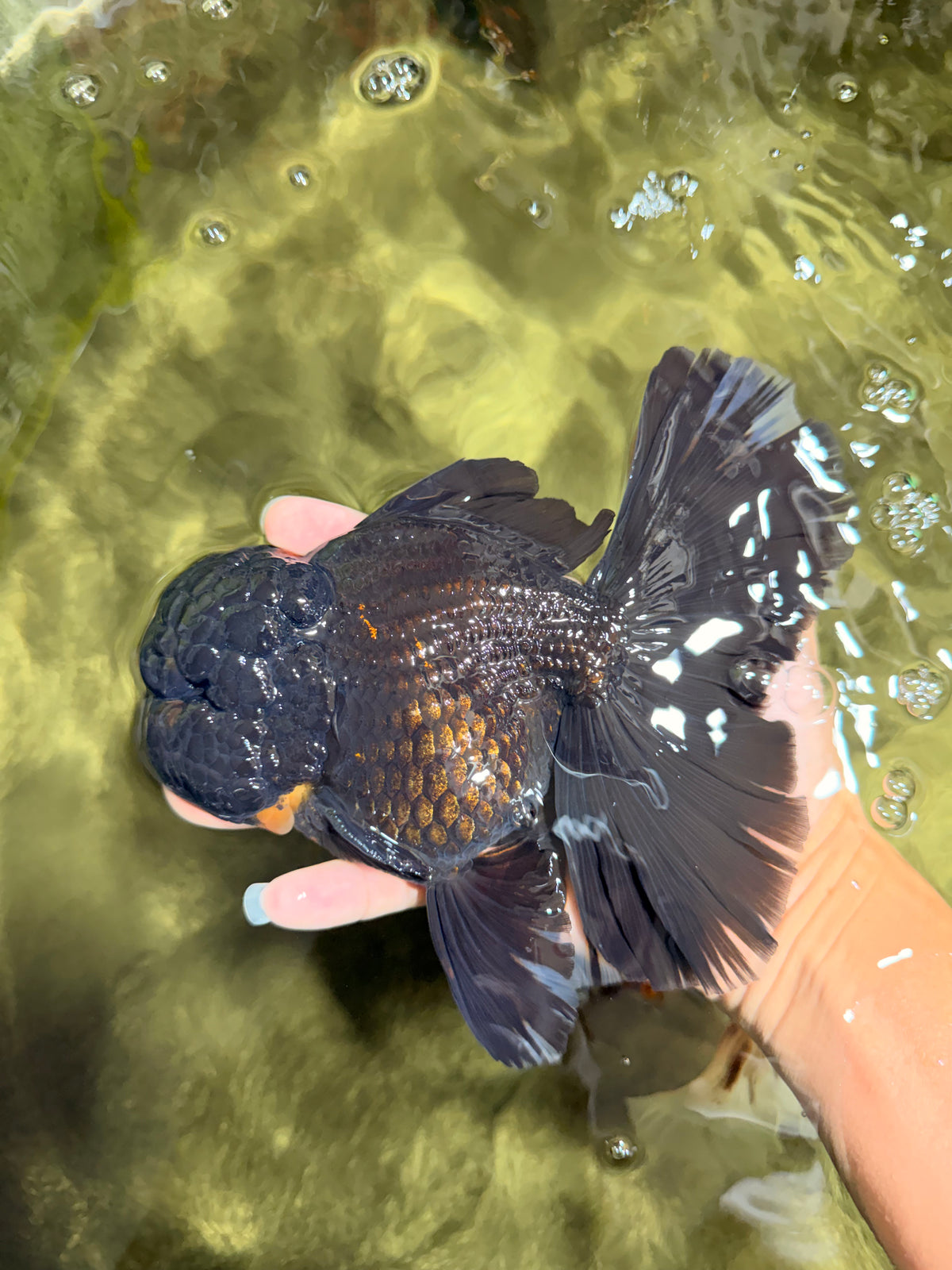 GODZILLA AAA Grade Black Lava Oranda Male 6.5-7 inches #092526OR_02