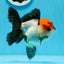 Tricolor Oranda Female 4.5 inches #0920OR_30