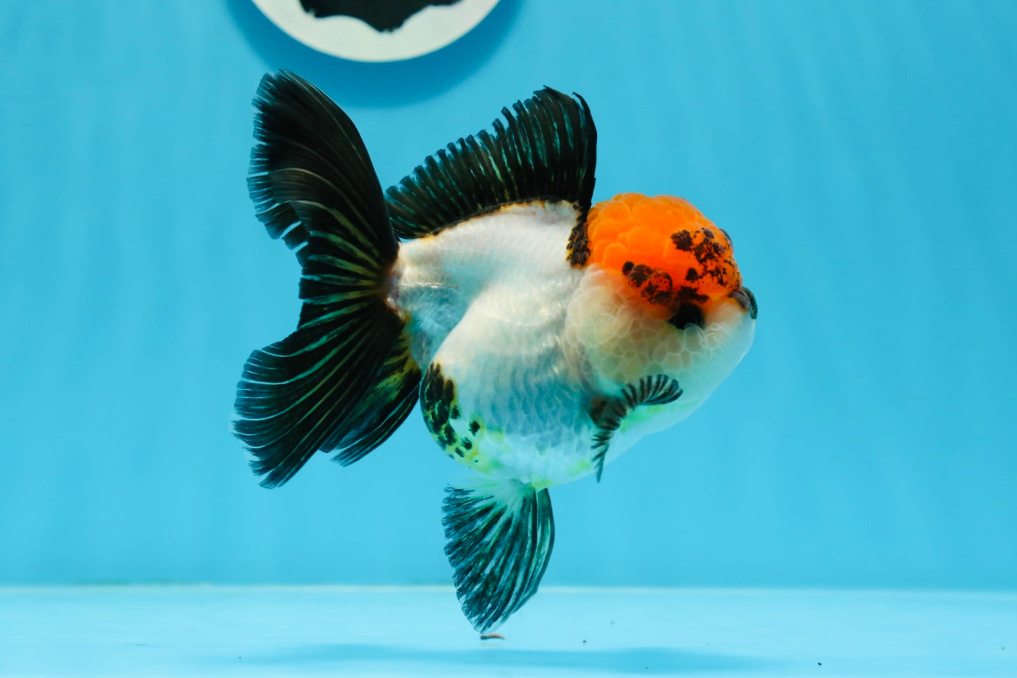 Tricolor Oranda Female 4.5 inches #0920OR_30