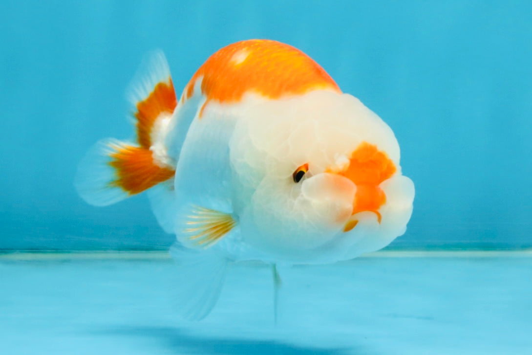 SANTA A Grade Red White LionQueen 4-4.5 inches #120525LC_12