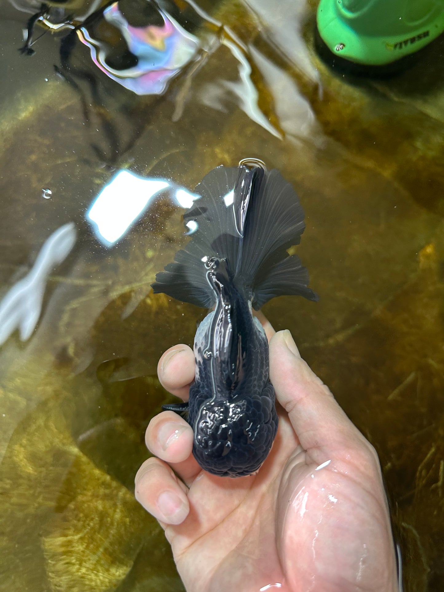 A Grade Panda Button Eyes Oranda Male 5 inches #080825OR_02