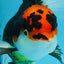 A Grade Tricolor Oranda Female 5.5-6 inches #100325OR_18
