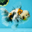 AAA Grade RARE White Tiger Oranda Female 5.5 inches #051625OR_15
