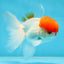 AAA Grade SUPER Red Cap Oranda Male 4.5 inches #051625OR_29