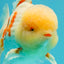 FLUFFY AAA Grade Jumbo Boradtail Red White Oranda Male 8.5 inches #072426OR_02