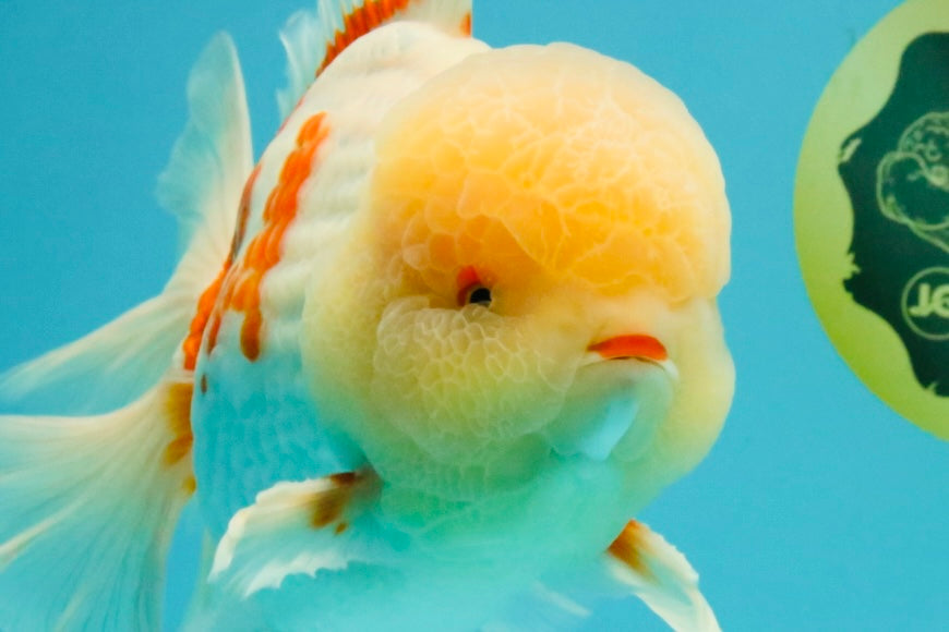FLUFFY AAA Grade Jumbo Boradtail Red White Oranda Male 8.5 inches #072426OR_02