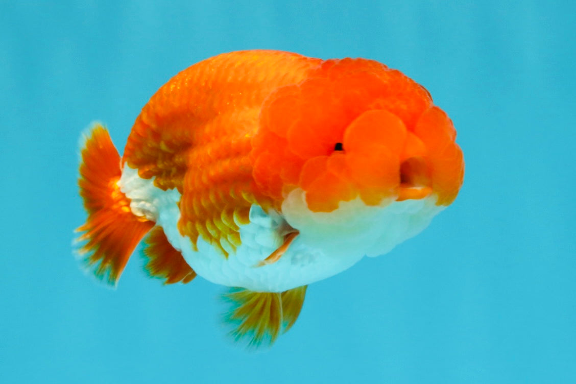 A Grade Dragon Head Red White LionQueen 4 inches #022726LC_26