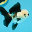 Panda Oranda Female 4.5 inches #112924OR_14