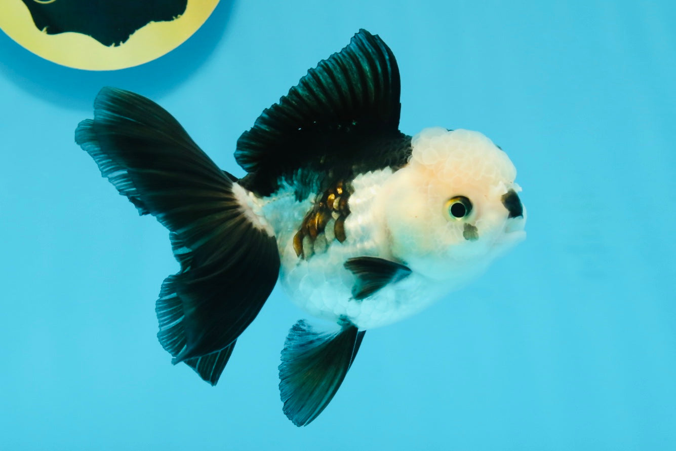 Panda Oranda Female 4.5 inches #112924OR_14