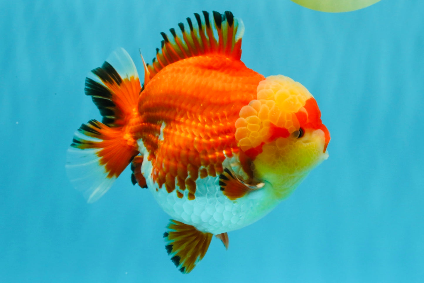 SUPER AAA Grade Godzilla Red White Yuanbao Male 5.5 inches #022026YB_03