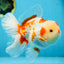 AAA Grade ADORABLE Red White Oranda Male 6 inches #090525OR_08