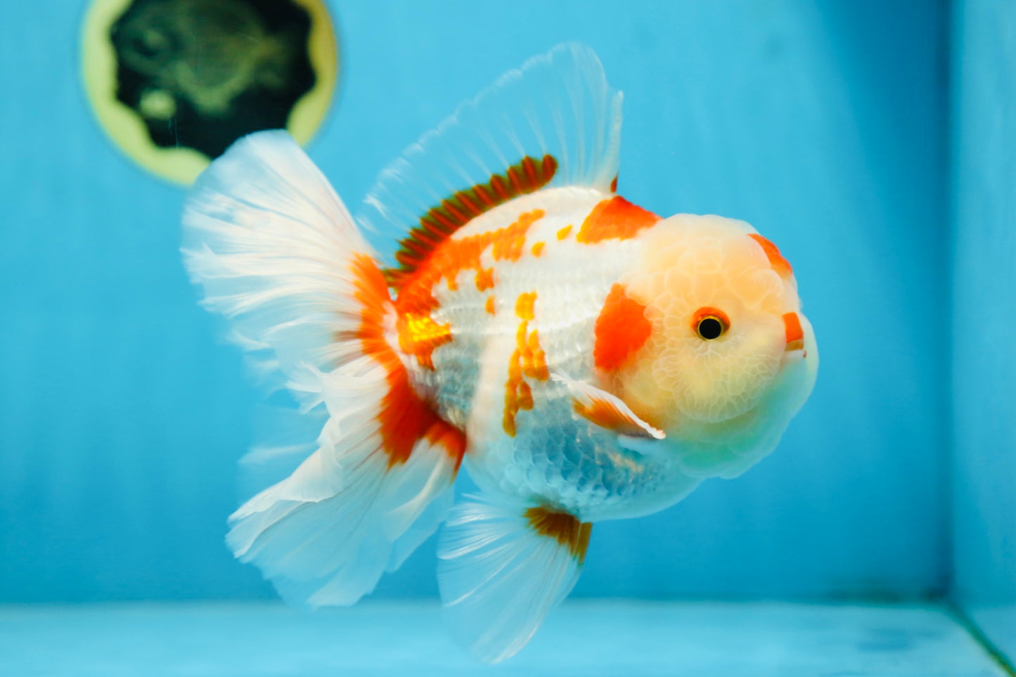 AAA Grade ADORABLE Red White Oranda Male 6 inches #090525OR_08