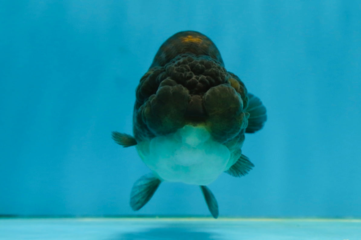 A Grade Dragon Scale Black Copper LionQueen 4-4.5 inches #062725LC_07