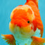 A Grade Godzilla Red White Oranda Male 7 inches #022726OR_12