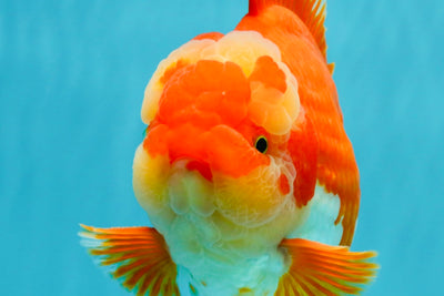 A Grade Godzilla Red White Oranda Male 7 inches #022726OR_12