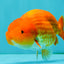 A Grade Red LionKing 4.5 inches #082126LC_19