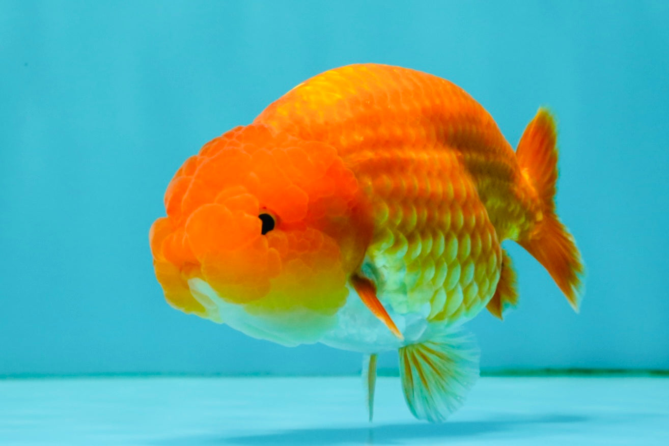 A Grade Red LionKing 4.5 inches #082126LC_19