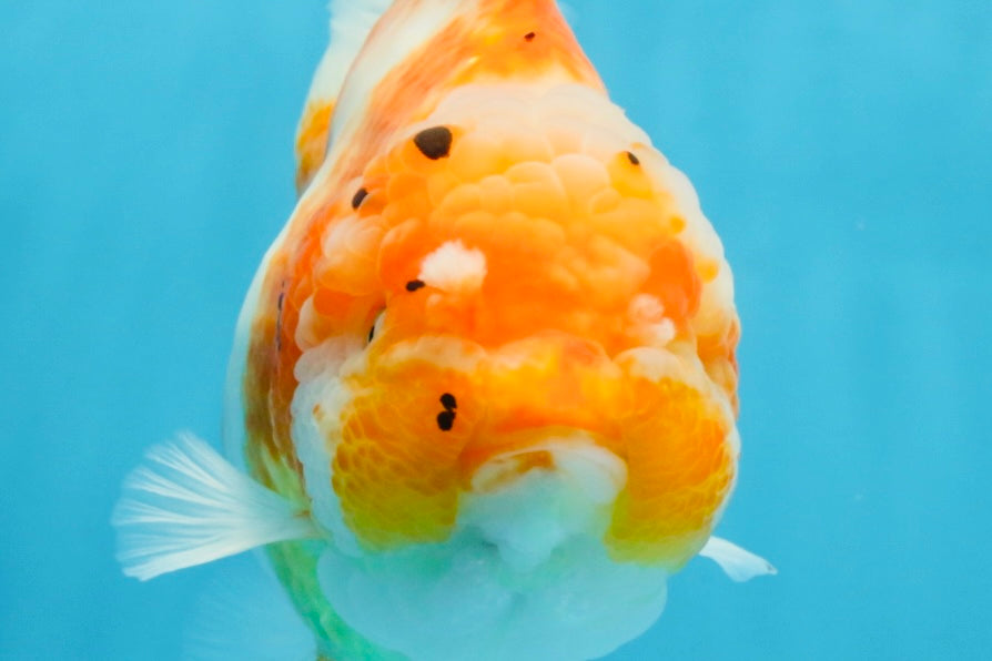 A Grade Sakura Yuanbao Female 6 inches #111425YB_02